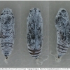 carch alceae pupa3 volg1